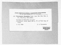 Peronospora potentillae image